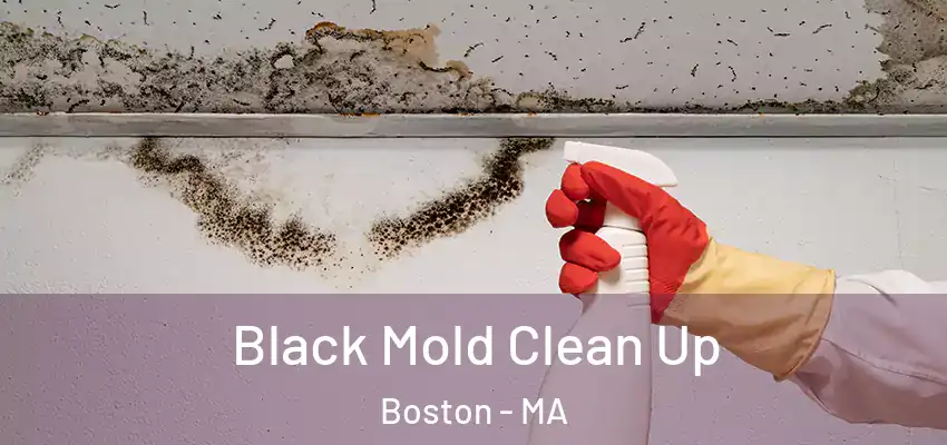  Black Mold Clean Up Boston - MA