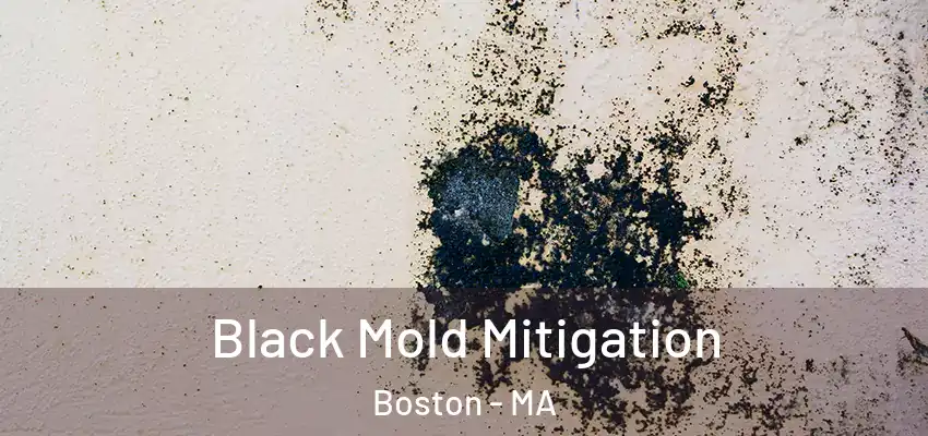  Black Mold Mitigation Boston - MA