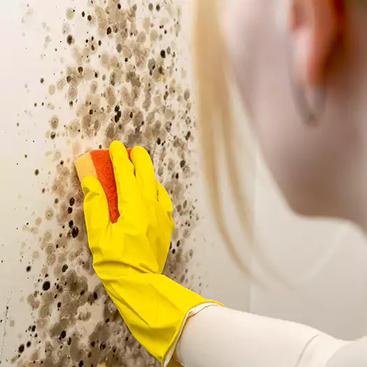 Trusted Black Mold Clean Up Experts in Boston, MA