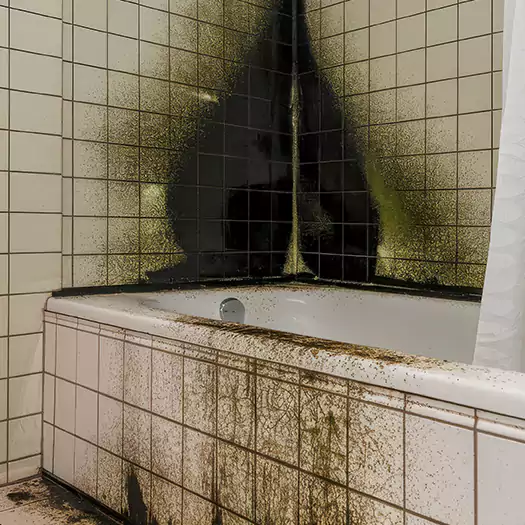 Trusted Black Mold in Shower Experts in Boston, MA