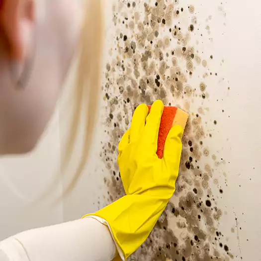 Trusted Cleaning Mold Off Wood Specialists in Boston, MA