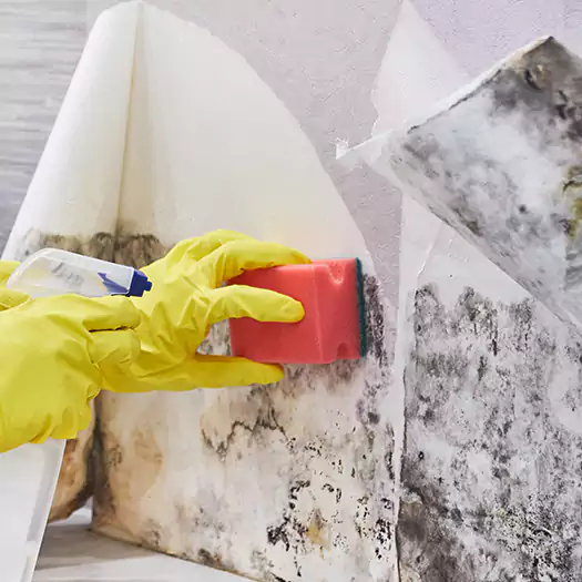 Trusted Mold Cleanup Specialists in Boston, MA