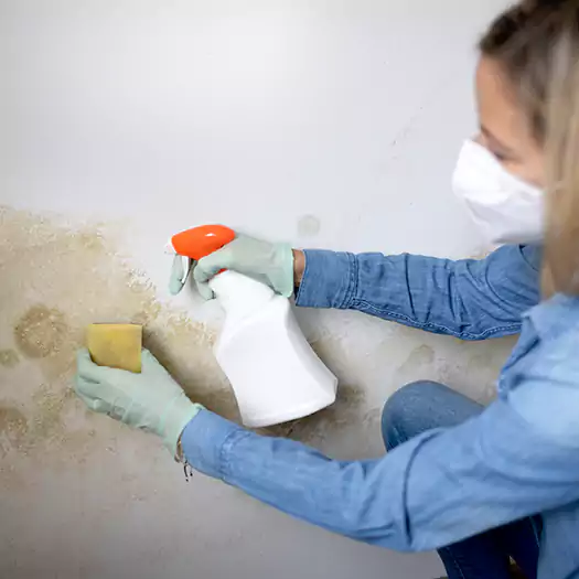 Experienced Mold Mitigation Specialists in Boston, MA