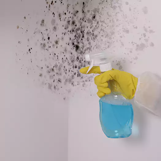 Trusted Mold on Bathroom Ceiling Experts in Boston, MA