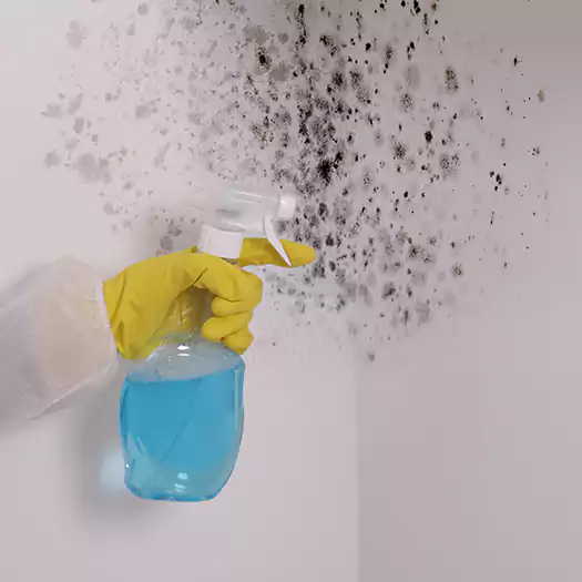 Trusted Shower Mold Removal Experts in Boston, MA