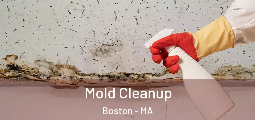  Mold Cleanup Boston - MA