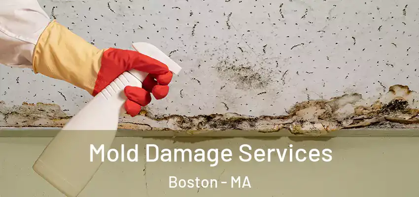  Mold Damage Services Boston - MA