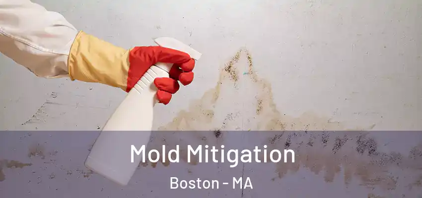  Mold Mitigation Boston - MA