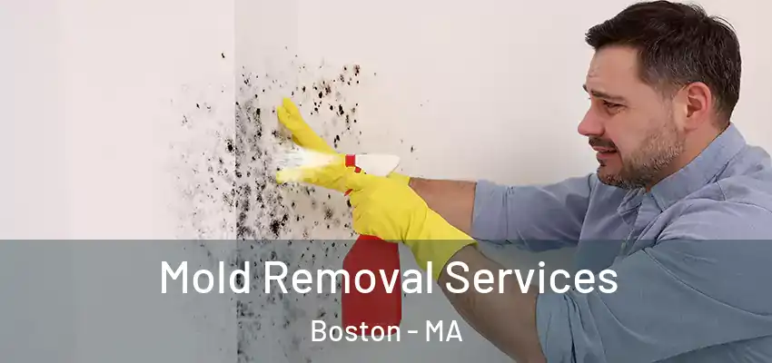  Mold Removal Services Boston - MA